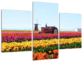 Obraz tulipánové farmy (90x60 cm)
