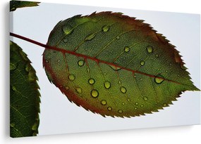 Obraz - List ruže (90x60 cm)