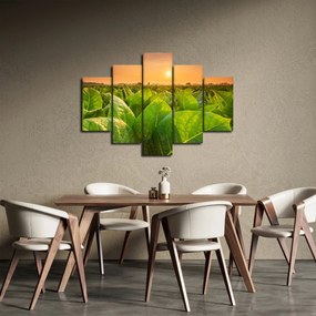 Obraz - Pole (150x105 cm)