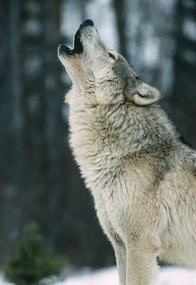 Fotografia The Gray wolf, Canis lupus,, Gerald  Corsi, (26.7 x 40 cm)