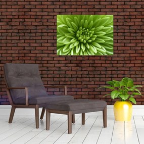 Sklenený obraz - Makro snímka rastliny (70x50 cm)