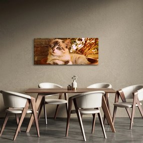 Obraz mačky v kvetináči (120x50 cm)