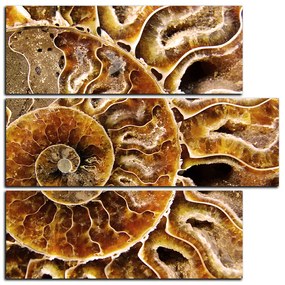 Obraz na plátne - Textúra fosílie - štvorec 3174D (105x105 cm)