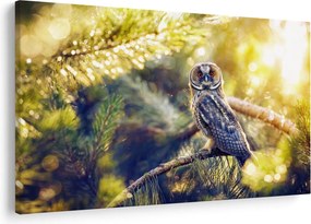 Obraz sovy na strome (90x60 cm)