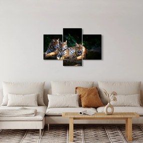 Obraz - Tigrii bratia (90x60 cm)