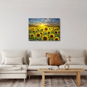 Sklenený obraz - Slnečnica pri západe slnka (70x50 cm)