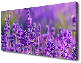 Obraz Canvas Pole fialová levanduľa 140x70 cm