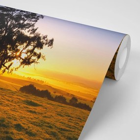 Samolepiaca fototapeta strom pri západe slnka - 450x300