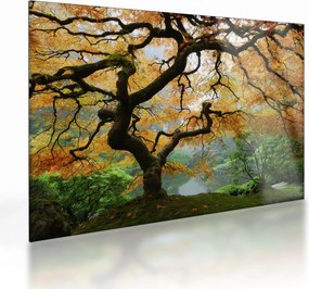 Sklenený obraz žltého japonského javora, Portland, Oregon (70x50 cm)