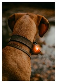 LED svetlo na obojok Amber – Orbiloc