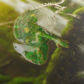 Obraz chameleóna (70x50 cm)