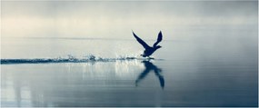 Obraz - Potáplica (120x50 cm)