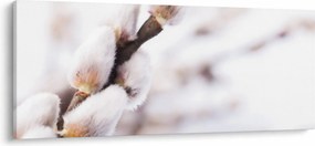 Obraz - Vetva mačičky (120x50 cm)
