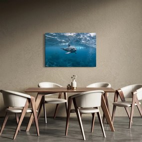 Obraz - Delfín pod hladinou (90x60 cm)