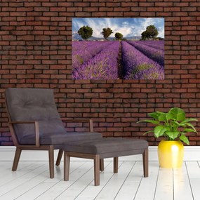 Obraz - Levanduľové pole a hory (90x60 cm)