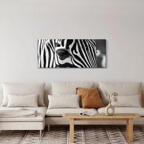 Obraz zebry (120x50 cm)