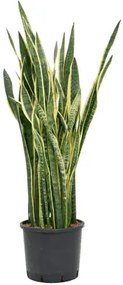 Sansevieria trifasciata laurentii 30/26 výška 125 cm