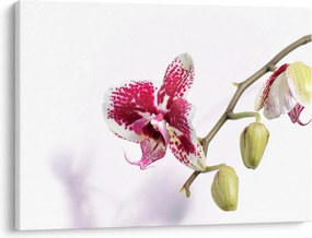 Obraz kvetu orchidey (70x50 cm)