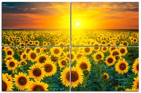 Obraz na plátne - Slnečnicové pole pri západe slnka 1199E (120x80 cm)
