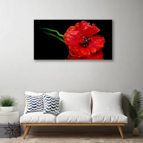 Obraz Canvas Kvet mak rastlina príroda 140x70 cm