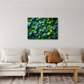 Sklenený obraz - Zelené rastliny (70x50 cm)
