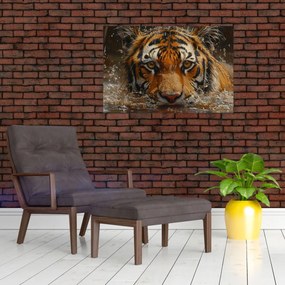 Obraz - Portrét tigra vo vode (90x60 cm)
