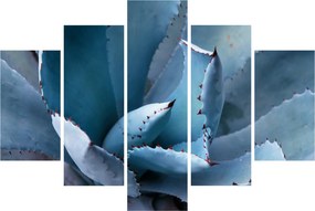 Obraz - Agáve (150x105 cm)