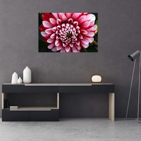 Obraz ružovej Dahlie (90x60 cm)