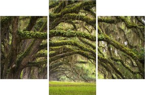 Obraz - Oaks Avenue, Charleston, Južná Karolína, USA (90x60 cm)