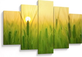 Obraz - Pole s obilím (150x105 cm)