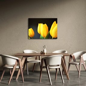 Obraz tulipánov (70x50 cm)