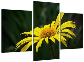 Obraz žltého kvetu