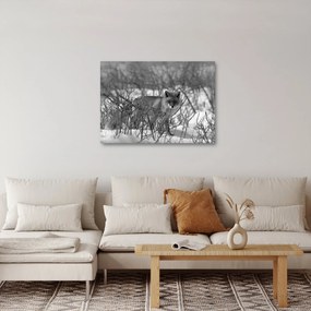 Obraz - Líška v zime (70x50 cm)