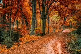 Obraz les v jesennom období