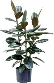 Ficus elastica abidjan 3pp 25/19 v.125 cm