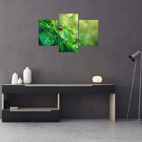 Obraz - Lienka (90x60 cm)