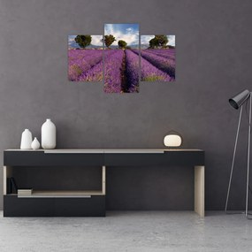 Obraz - Levanduľové pole a hory (90x60 cm)