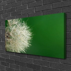 Obraz na plátne Púpava rastlina 140x70 cm