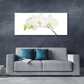 Obraz plexi Orchidea výhonky kvety príroda 125x50 cm