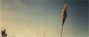 Obraz s trávou (120x50 cm)