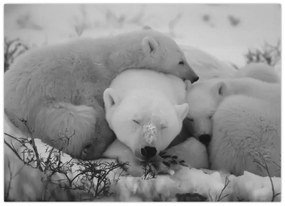 Obraz - Ľadové medvedíky, čiernobiela (70x50 cm)