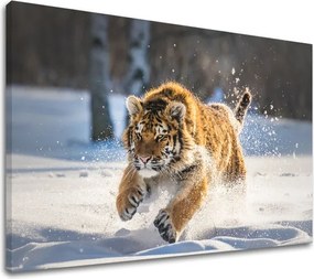 Obraz na stenu ZVIERATÁ_048-11