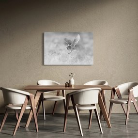 Obraz - Sova, čiernobiela (90x60 cm)