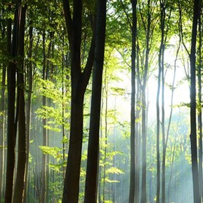 Ozdobný paraván Lesní zelená příroda - 180x170 cm, päťdielny, obojstranný paraván 360°