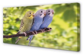Obraz na plátne Farebné papagáj na vetve 120x60 cm