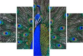Obraz - Páv (150x105 cm)