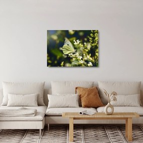 Sklenený obraz motýľa (70x50 cm)