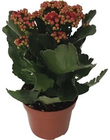 Kolopejka vďačná červená Kalanchoe blossfeldiana 'Calandiva' 20-25 cm kvetináč Ø 12 cm