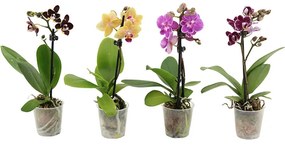 Phalaenopsis Mini 5x25 cm