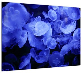 Sklenený obraz - Medúzy (70x50 cm)
